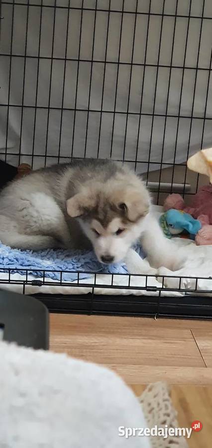 Wyjątkowa Alaskan Malamut szczeniak Psy