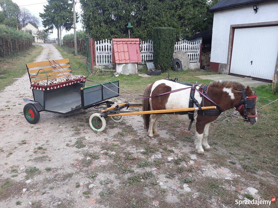 Kucyk Klaczka bryczka Szabda