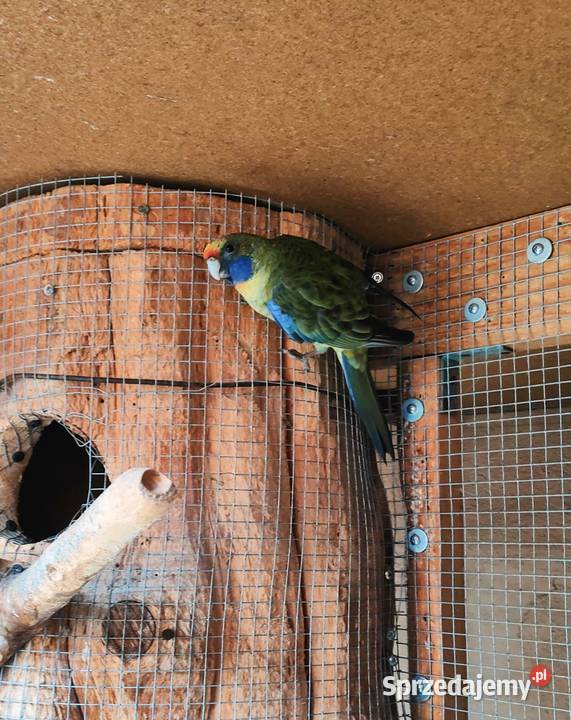 Rozele słomkowe młode 2025 śląskie Wojnowice