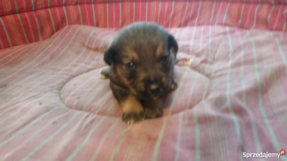 oddam szczenięta w ręce Racibórz sprzedam