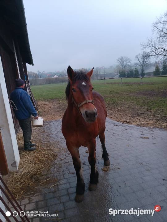 Klacz 10miesieczna Limanowa