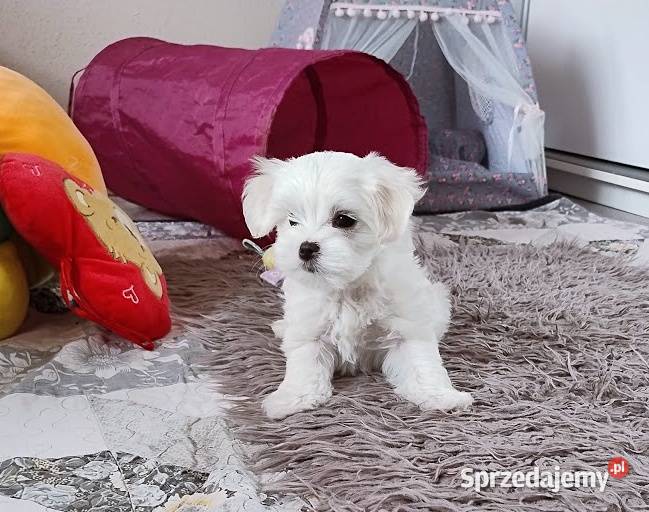 Maltańczyk suczka Racibórz sprzedam