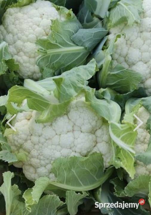 Kalafiory młoda Produkcja roślinna