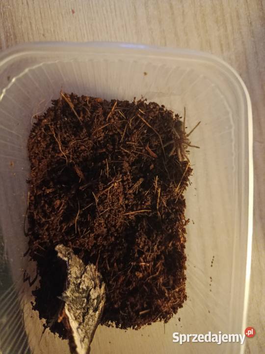 Wymienię 5 ptaszników Ciechanów