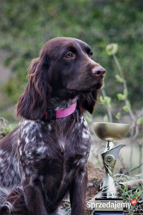 Polski Spaniel Myśliwski planowany miot Święta Lipka