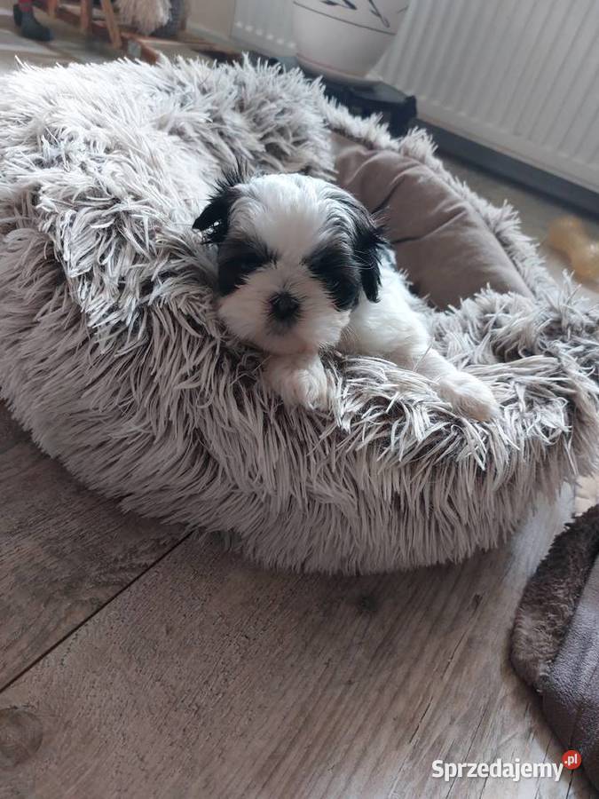 Shihtzu