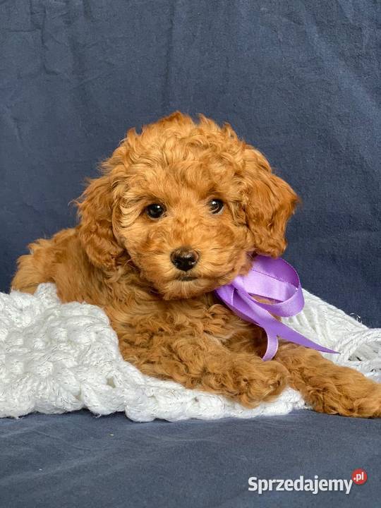 Pudel szczenięta dziewczęta z rodowodem Łódź