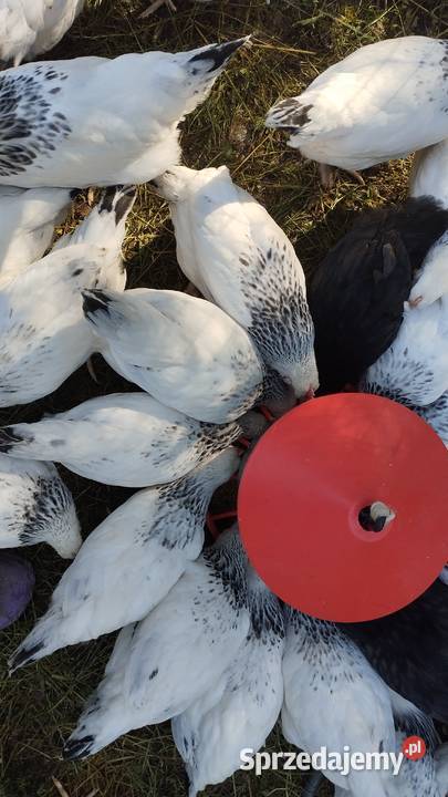 Kogutki Sussex leghorn mix Podwody