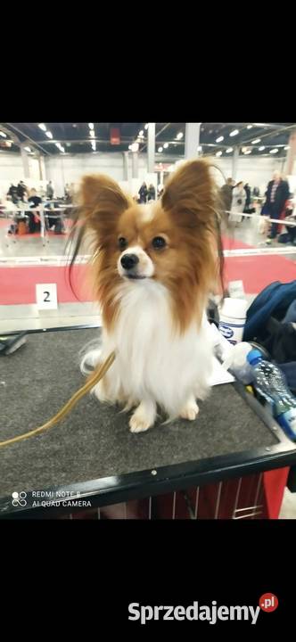 Papillon FCIZKWP Spaniel Kontynentalny sprzedam