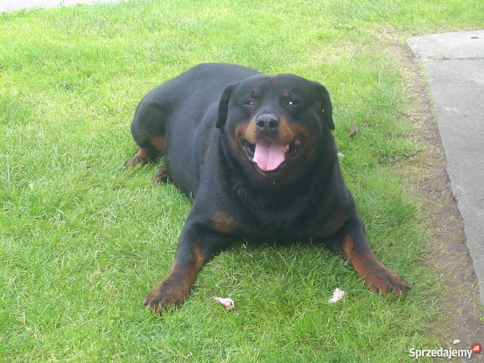 Trzymiesięczna suczka rasy rottweiler