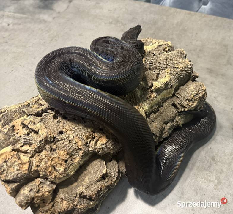 Boa Cesarski IMG MOTLEY Gady i płazy Bydgoszcz