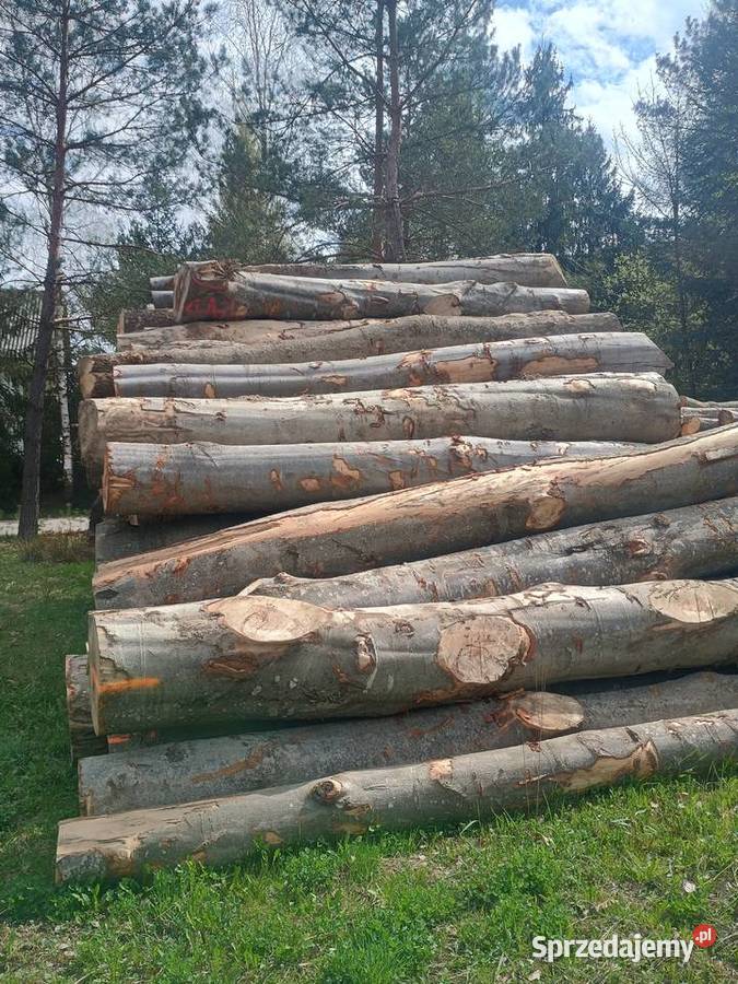 Buk tartaczny średnice 40 w 4m klockach małopolskie Zakliczyn