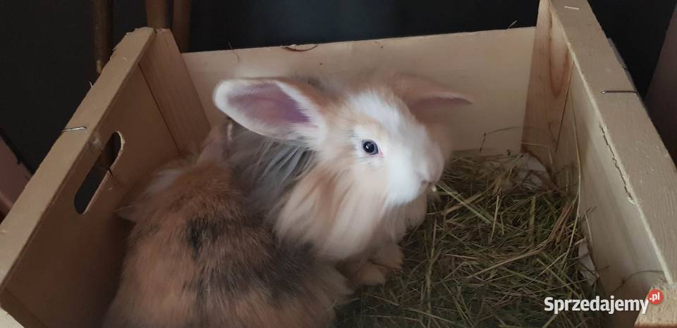 królik miniaturka baranek długowłosy Lwówek Śląski sprzedam