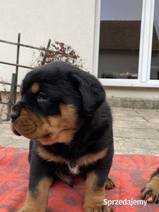 Sprzedam pięknego pieska rasy Rottweiler Psy Ostrów Wielkopolski