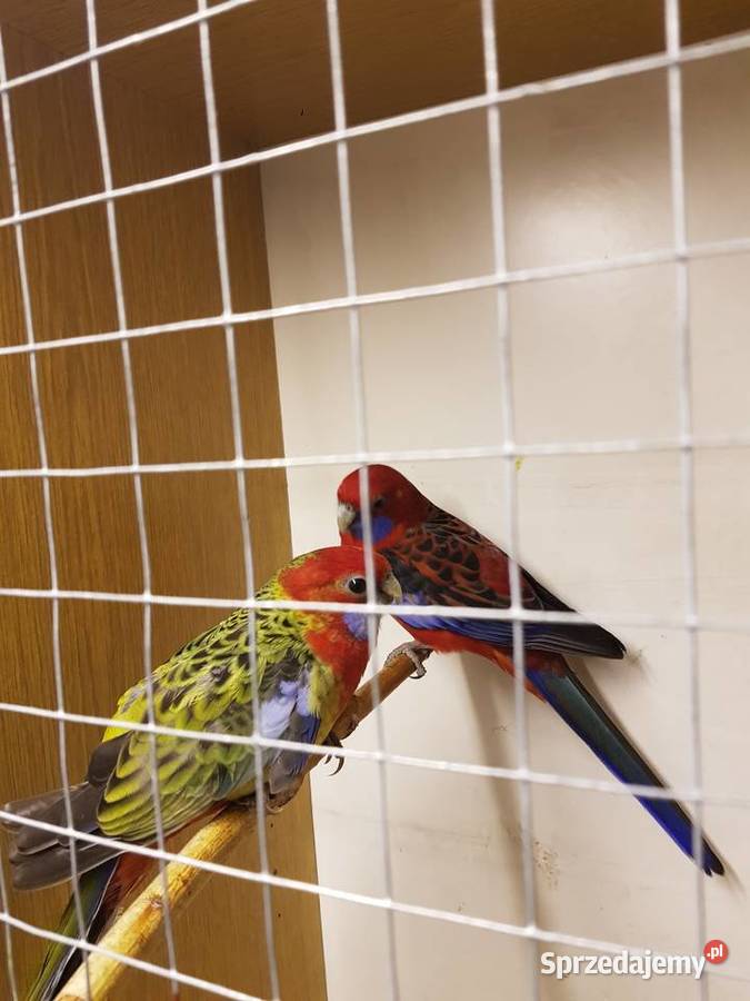 Rozelle królewskie Wodzisław Śląski