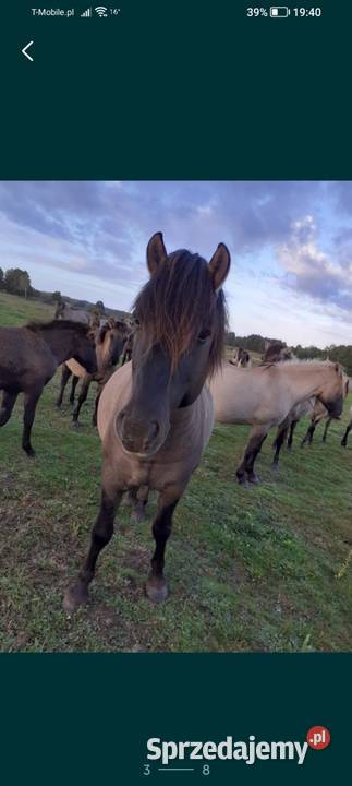 Ogier konik polski z licencją Sieroszowice