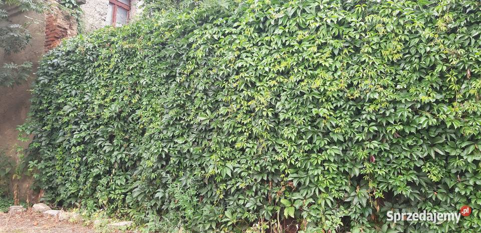 WINOBLUSZCZ pięciolistkowy dzikie wino BLUSZCZ dolnośląskie Strzelin