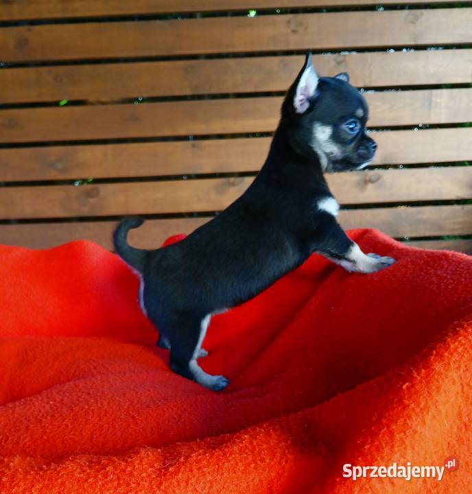 Piękne suczki chihuahua Płock