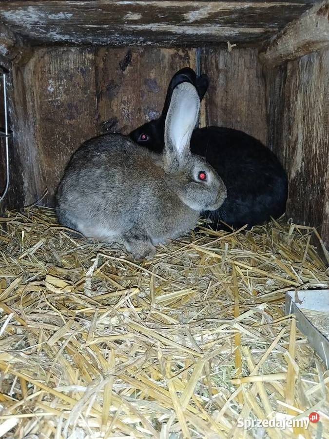 Króliki samce samice 6 i 7 miesieczne mieszańce podkarpackie Wielopole Skrzyńskie