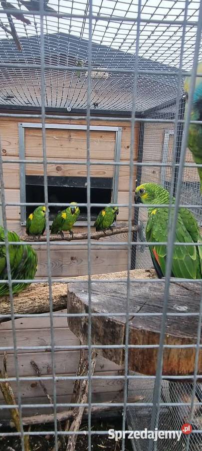 Amazonki niebieskoczelne