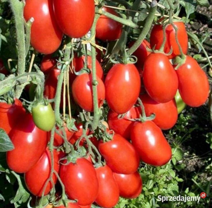 Pomidor Dyno Jarosławiec