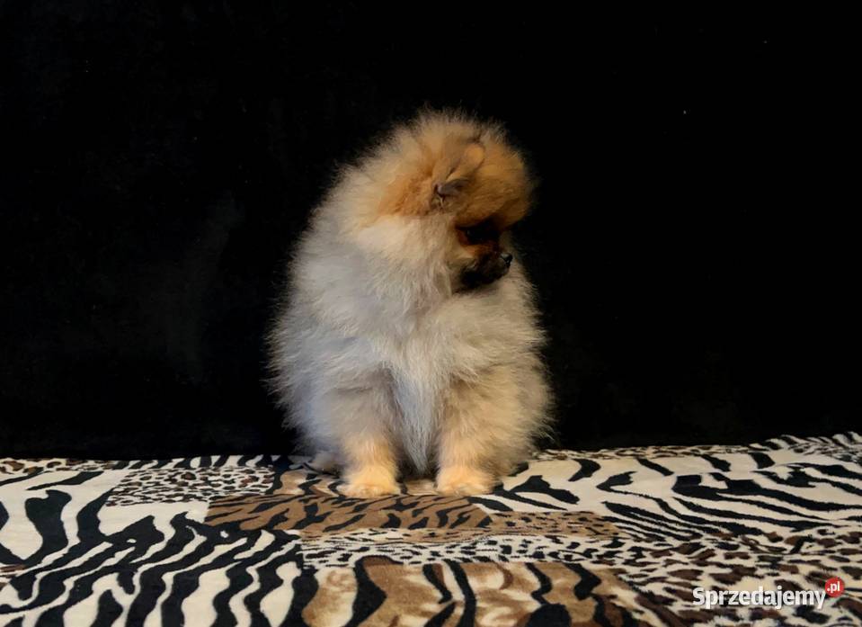 Szpic miniaturowy Pomeranian suczka ORANGE SABLE Zwierzęta łódzkie Łódź