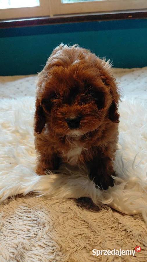 Cavapoo piesek Zwierzęta