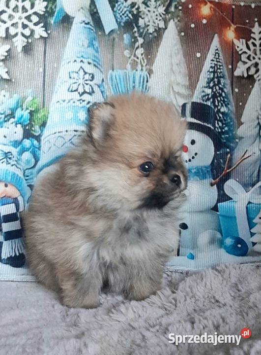 Szpic miniaturowy pomeranian łódzkie