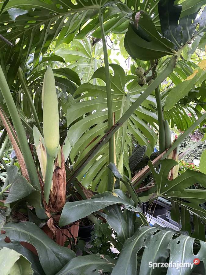 OGROMNA MONSTERA DELICIOSA ok 3 m kwitnąca i Wrocław