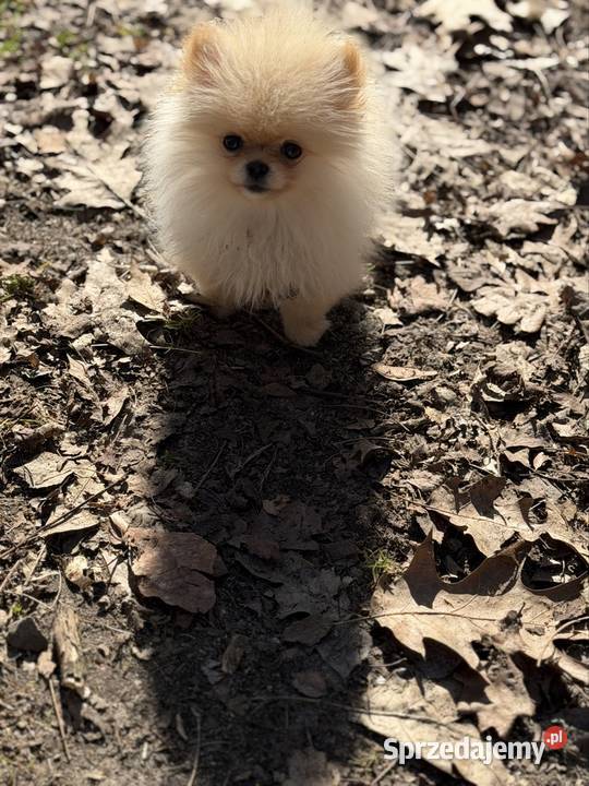 Szpic miniaturowy pomeranian dziewczynka Poniszowice