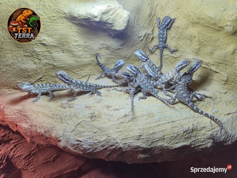 Pogona henrylawsoni Agama karłowata