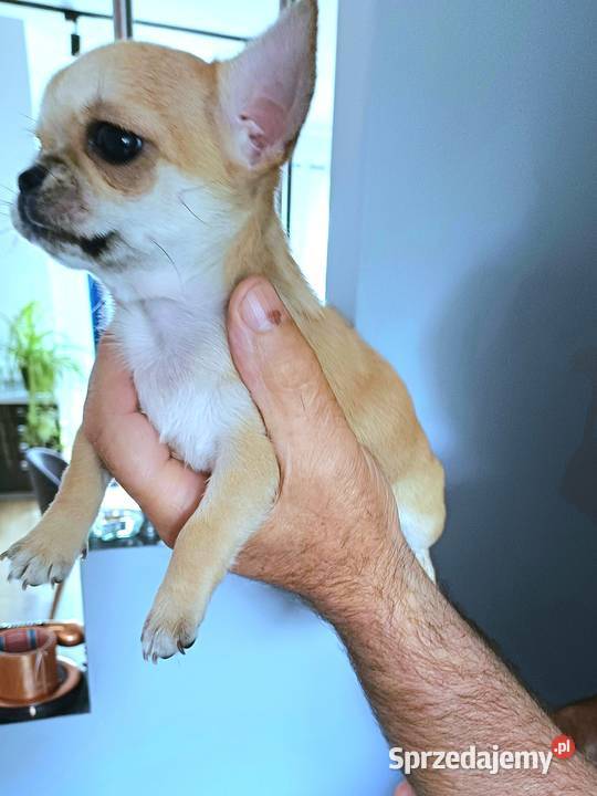 Chihuahua XSS Krótkowłosa Przepiękna Zgierz