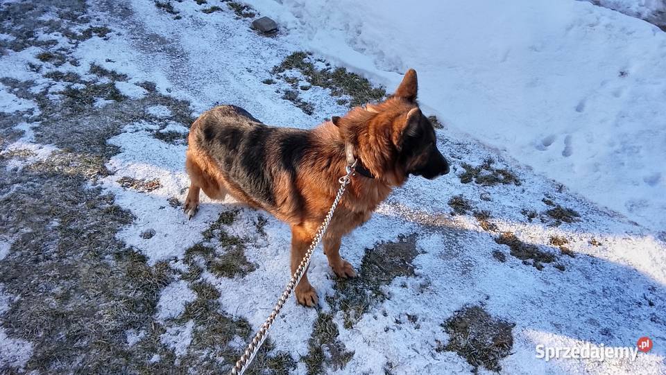 Owczarek niemiecki Szczebrzeszyn