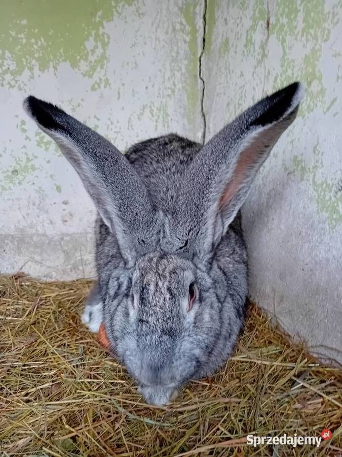 Królik mięso do howu Wyszków