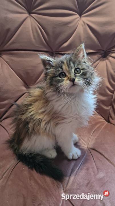 Maine Coon MCO Polesie Mikułowskie