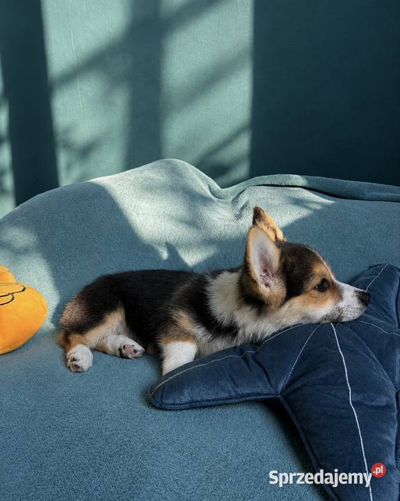 Welsh Corgi Pembroke Dziewczynka Kraków