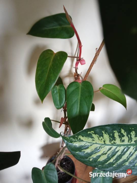 Filodendron szczawik monstera i inne Białystok sprzedam