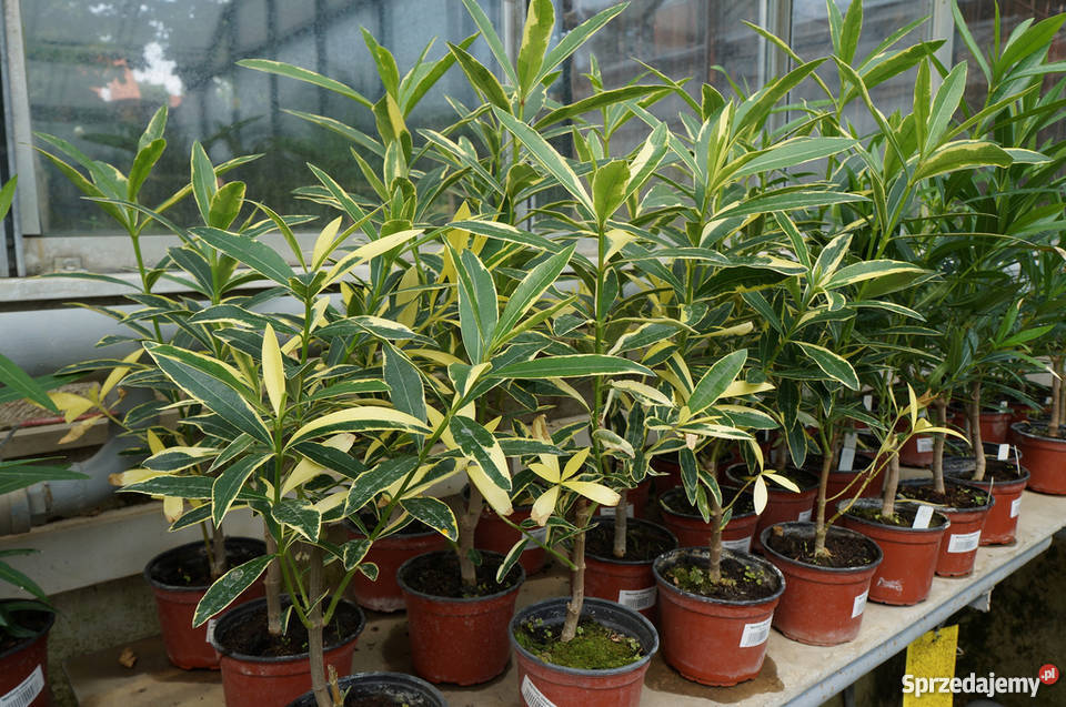 Oleander Variegata o pachnących kwiatach Brzeźnica