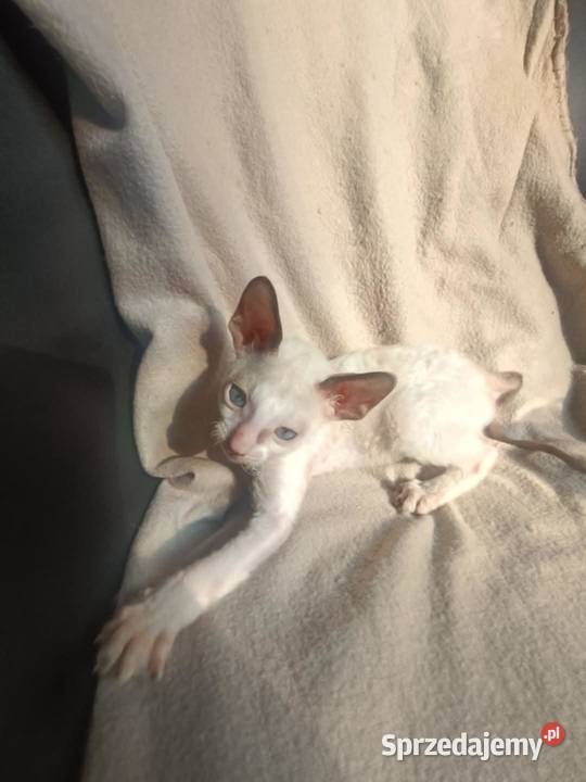 Kot kotka kociaki cornish rex devon rex HodUrok Warszawa