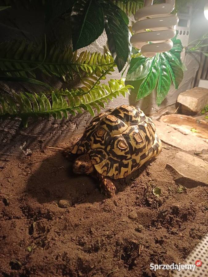 Żółw lamparci Sączów