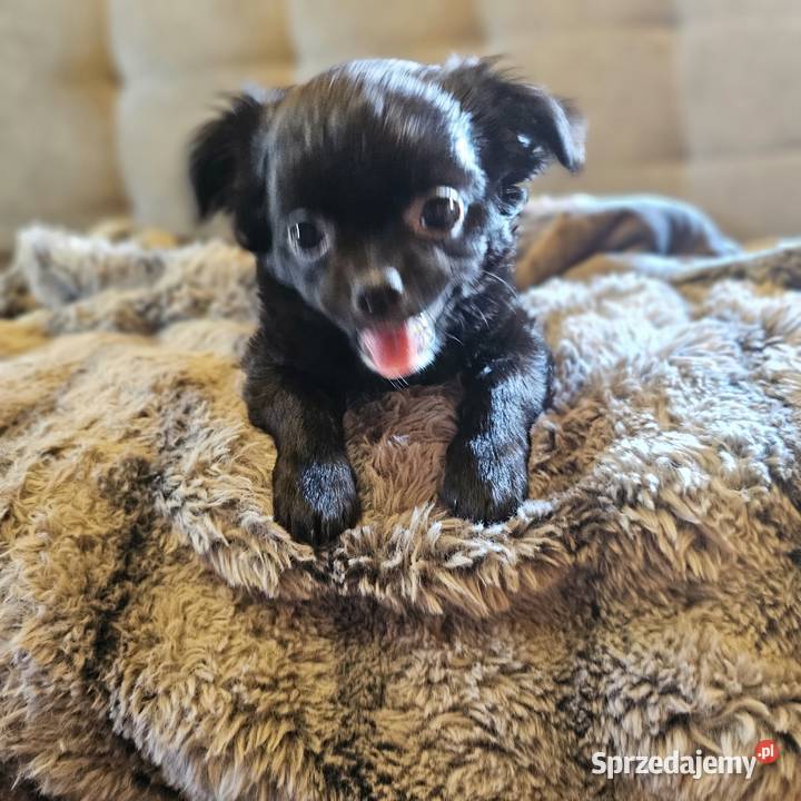 Chihuahua Słodki Blaki szuka nową rodzinkę zachodniopomorskie Kołobrzeg