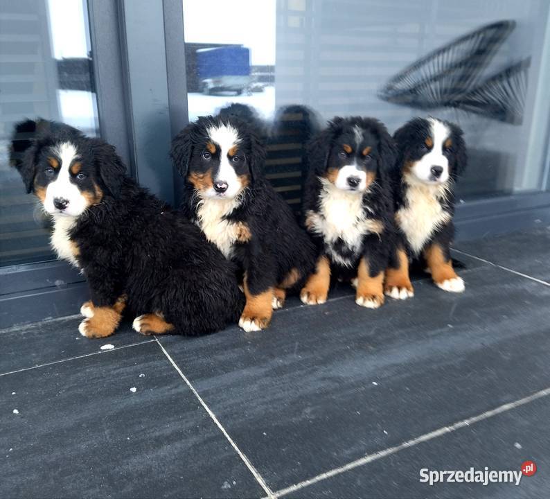 Berneński Pies Pasterski Radom