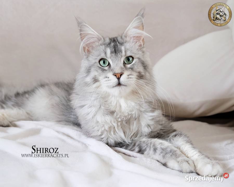 Srebrzysta kotka maine coon Warszawa
