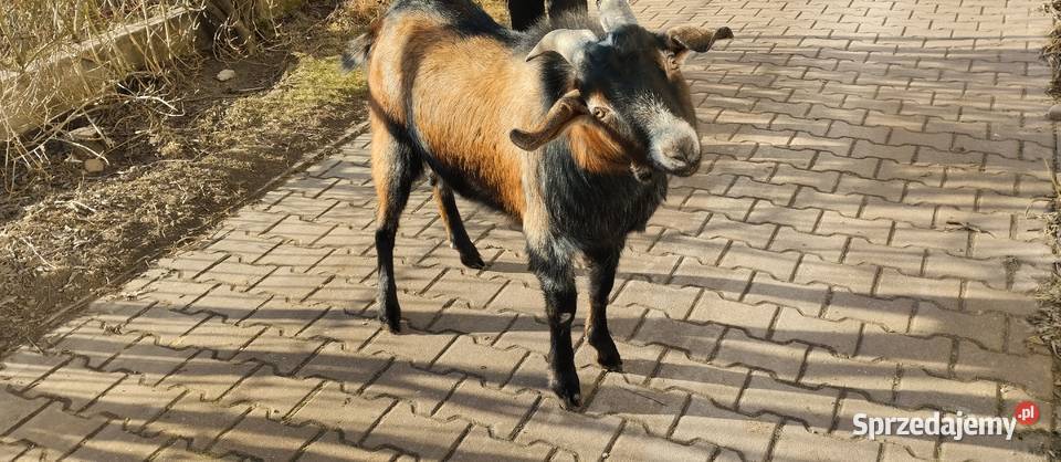 Sprzedam Kozła Anglonubijski sprzedam