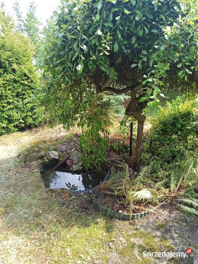 Działka z domkiem ROD Grochowa Gmina Piaseczno 312m2