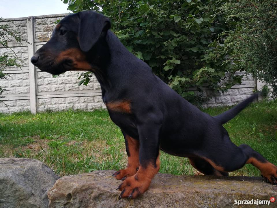 Niemiecki Terier Myśliwski Jagdterrier FCI Bolesławiec
