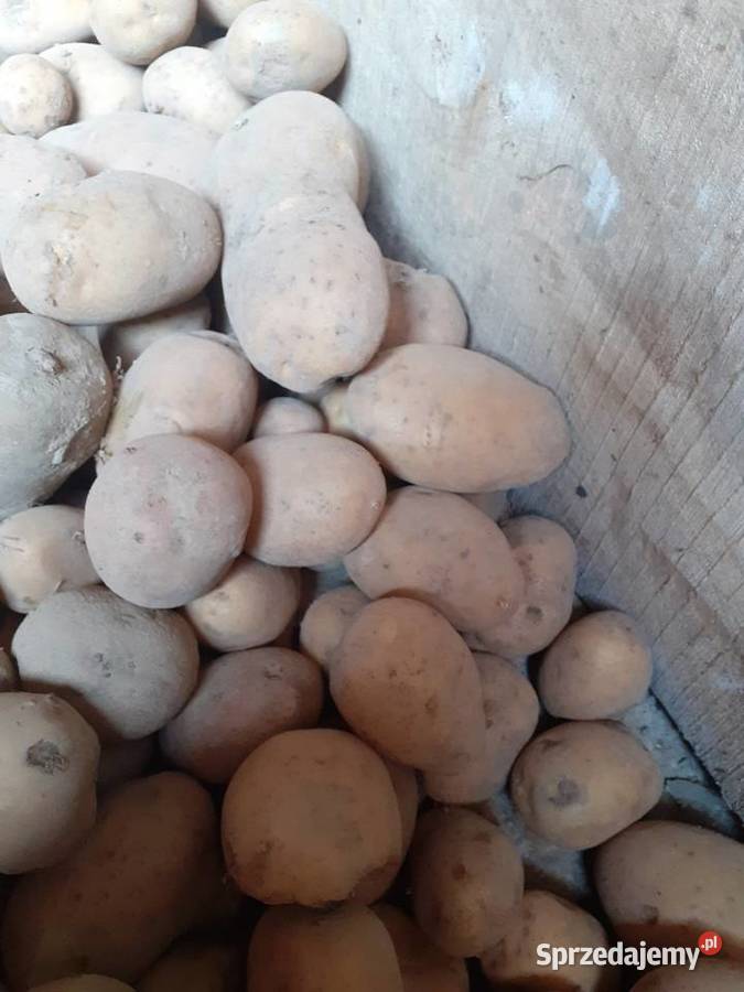 Ziemniaki jadalne ekologiczne Warzywa sprzedam