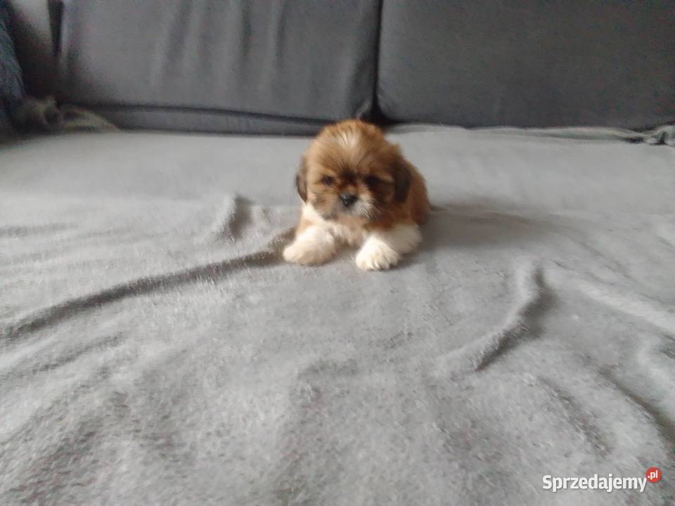 Shih tzu szczeniaki Białystok
