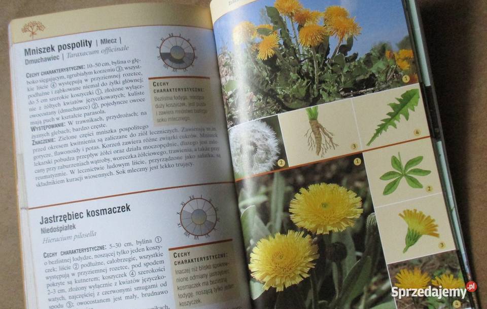 Zioła i rośliny lecznicze Przewodnik zioła zdrowie, pierwsza pomoc Łódź