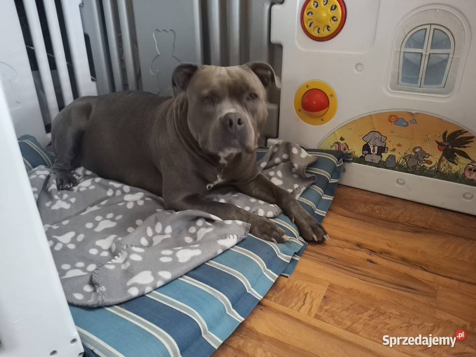 Amstaff szczeniak blue wyprawka metryka czip Grabów